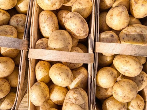 კარტოფილი