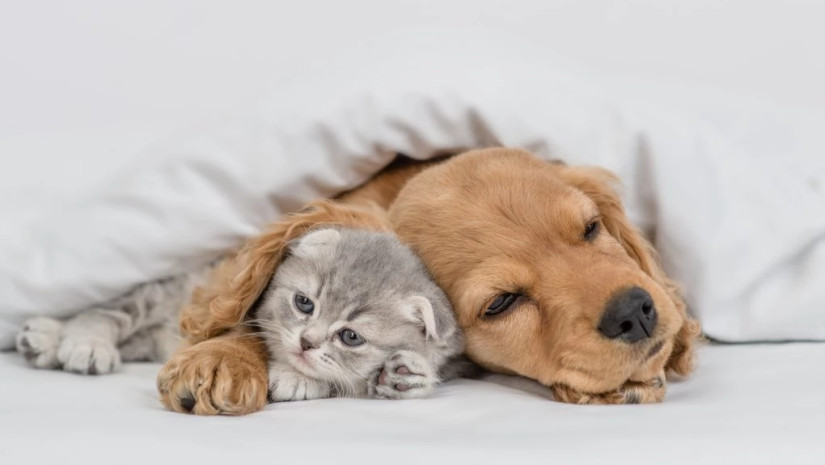 სამართავი პანელი