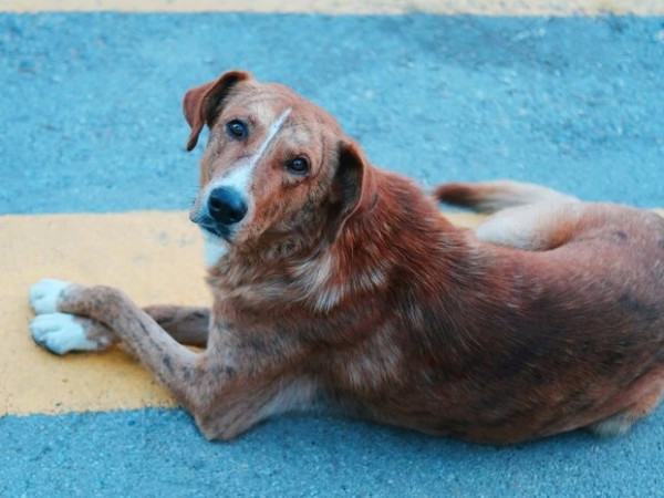 მიუსაფარი ძაღლი