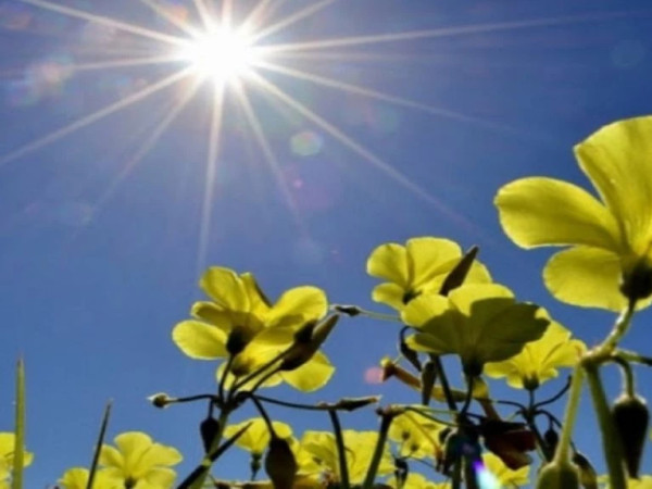 მზიანი ამინდი