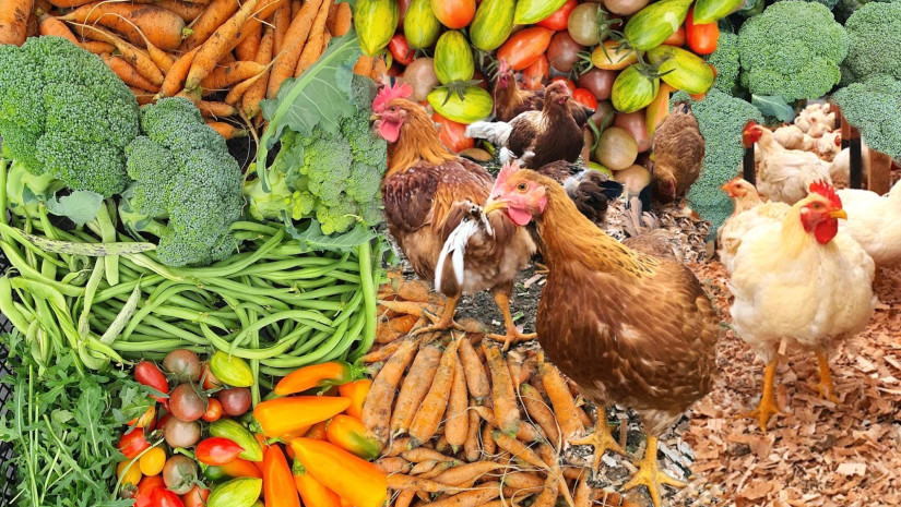 ბიო პროდუქცია