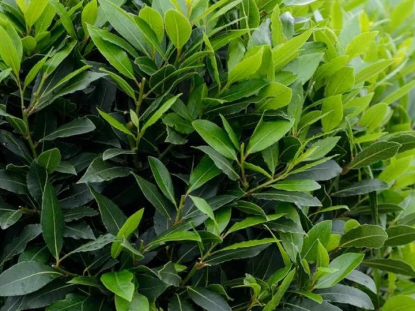 დაფნა დაფნა