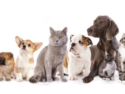 შინაური ცხოველები შინაური ცხოველები