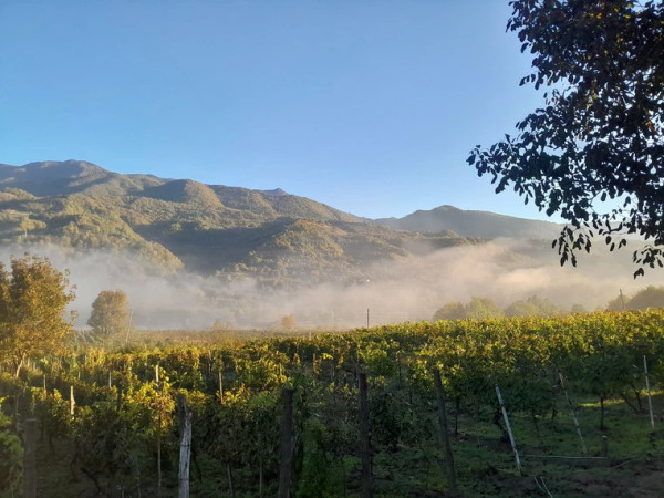 ვენახი
