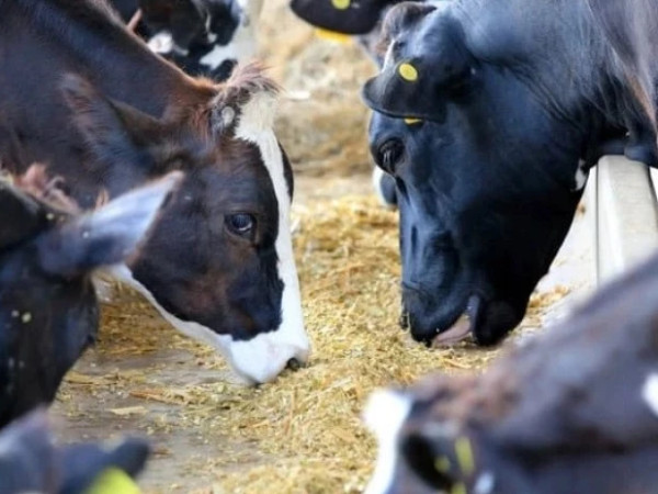 საქონელი საქონელი