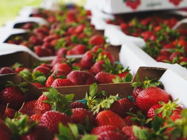 მარწყვი