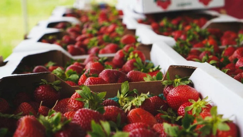 მარწყვი