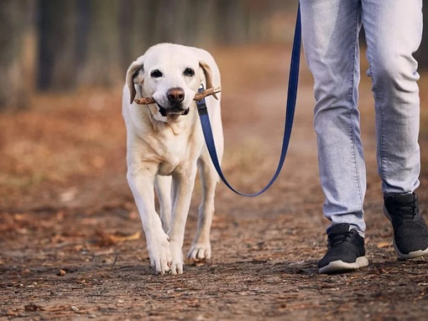 შინაური ძაღლი