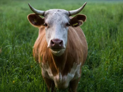 ძროხა ძროხა