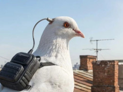 ბიოდრონები ბიოდრონები