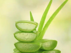 ალოე ვერა