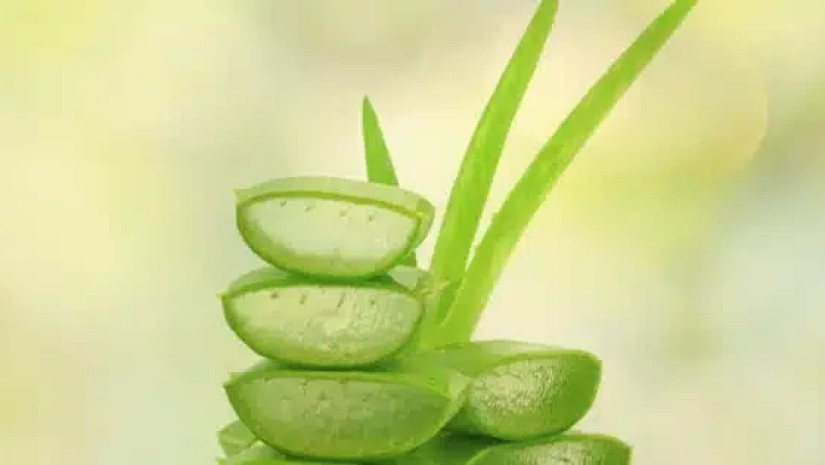 ალოე ვერა