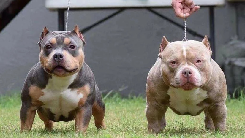 ამერიკული პიტ ბულტერიერი