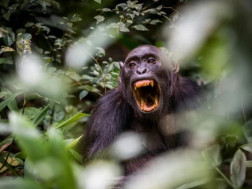 შიმპანზე